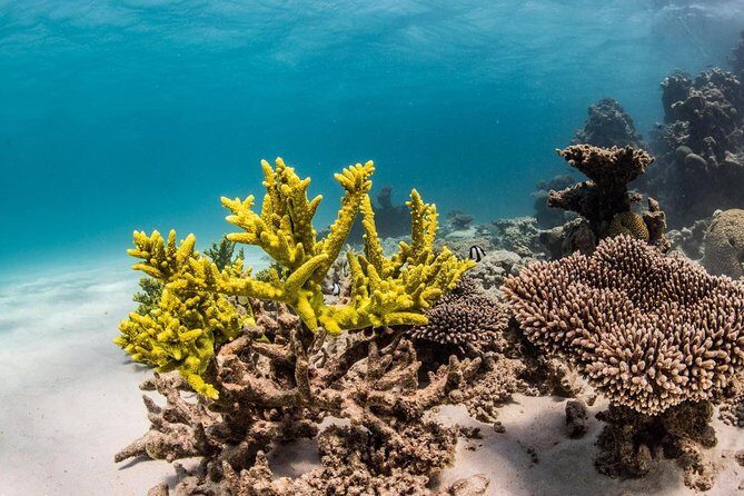 Coral Bay 1-Hour Coral Viewing - Final Thoughts