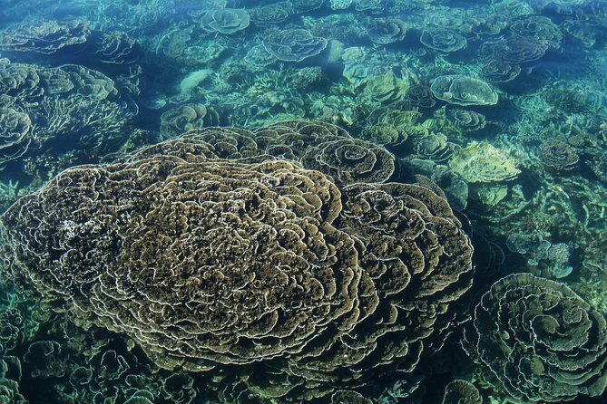 Coral Bay 2-Hour Coral Viewing and Snorkeling - The Itinerary in Detail