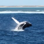 Coral Bay: 3-Hour Whale Watching Experience - Key Points