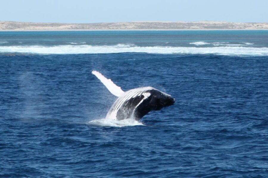 Coral Bay: 3-Hour Whale Watching Experience - Key Points