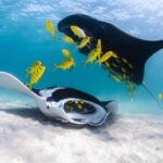 Coral Bay: Half Day Ningaloo Reef Adventure with Manta Rays - What’s Included and What’s Not