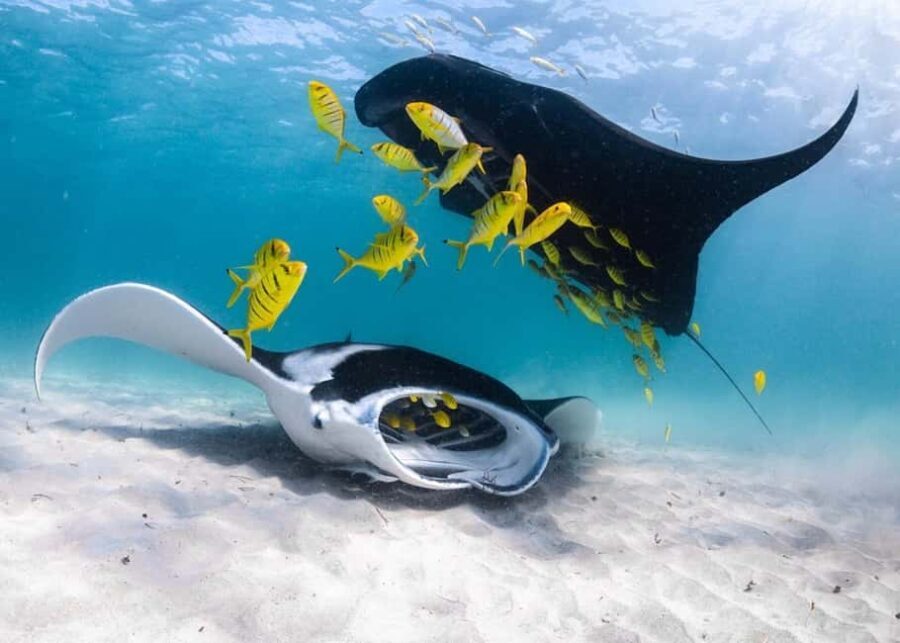 Coral Bay: Half Day Ningaloo Reef Adventure with Manta Rays - What’s Included and What’s Not