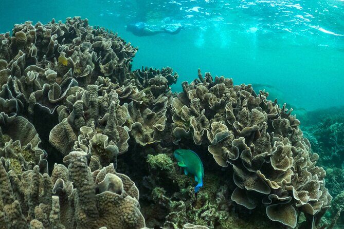 Coral By Kayak - Ningaloo Reef Half Day Kayak & Snorkel Tour - A Practical Breakdown of the Itinerary