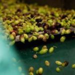 Corfu: Olive Oil and Kumquat Tasting Tour with Minivan - Who Will Love This Tour?