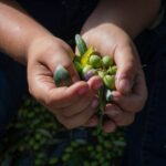 Corfu: Organic Olive Oil Farm Tour with Transfer and Tasting - Why This Tour Is a Great Choice
