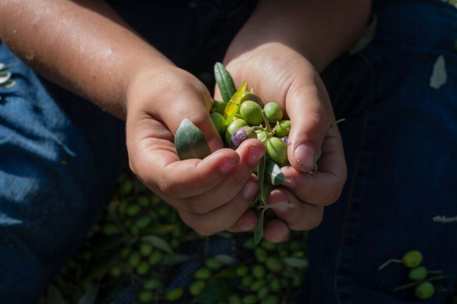 Corfu: Organic Olive Oil Farm Tour with Transfer and Tasting - Why This Tour Is a Great Choice