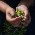 Corfu Organic Olive Oil Tasting at Family Farm - Transportation & Practical Details