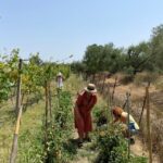 Corfu: Winery Tour and Tasting - An In-Depth Look at the Corfu Winery Tour and Tasting