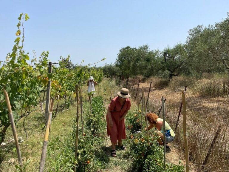 Corfu: Winery Tour and Tasting - An In-Depth Look at the Corfu Winery Tour and Tasting