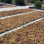 Cork & Fork Tour in Santorini with 2 Wineries and Lunch - The Practical Side: Logistics, Price, and Tips