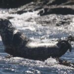 Cornwall: 2 hour Wildlife Watching RIB Tour Adventure - Why This Tour Is Worth It