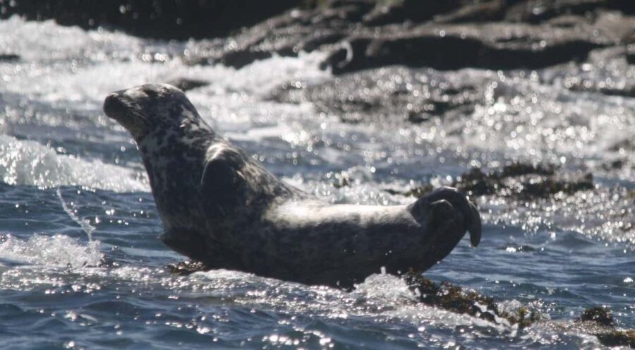 Cornwall: 2 hour Wildlife Watching RIB Tour Adventure