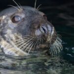 Cornwall: Guided Seal Safari by Boat - Practical Tips for Your Seal Safari