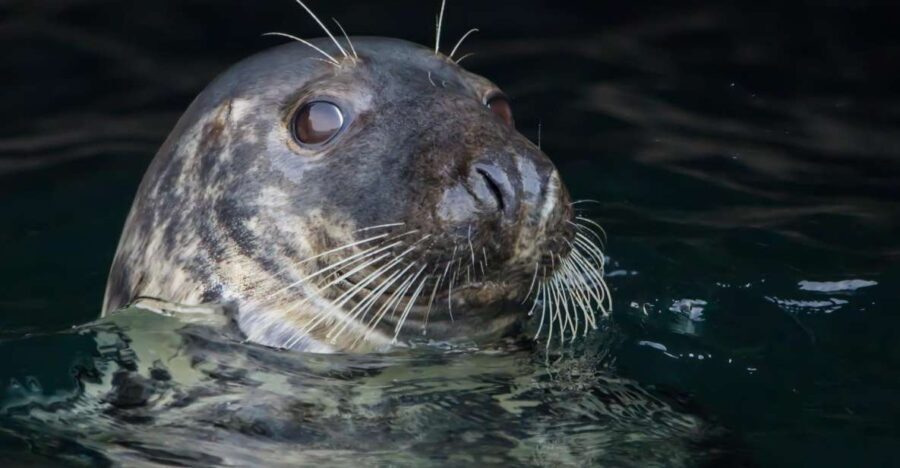 Cornwall: Guided Seal Safari by Boat - Practical Tips for Your Seal Safari