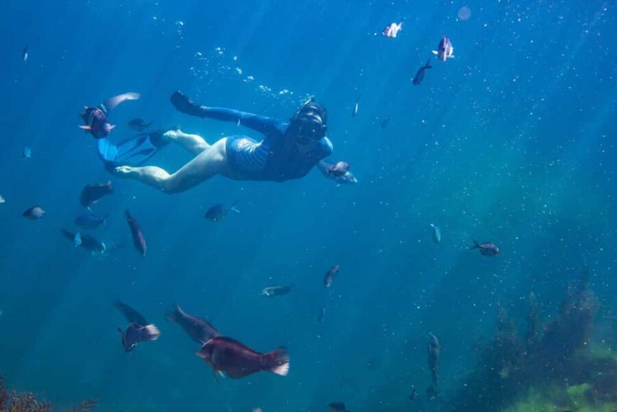 Coromandel: Aldermen Islands Marine Reserve Wildlife Cruise - FAQ