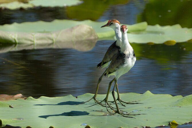 Corroboree Billabong 2.5 hour Lunch Cruise - More Details for Planning Your Trip