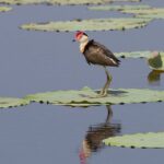 Corroboree Billabong Wetland Cruises - 1.5 hour Morning cruise - FAQ