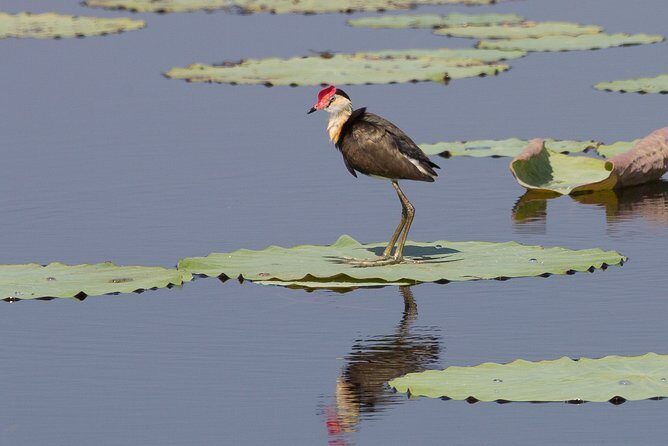 Corroboree Billabong Wetland Cruises - 1.5 hour Morning cruise - FAQ