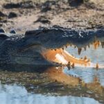Corroboree Billabong Wetland Cruises - 2 hour Sunset Cruise - FAQs About Corroboree Billabong Sunset Cruise
