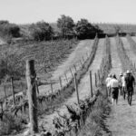 Cortona: Organic wines tasting at Colle Acacia's vineyards - Why This Experience Offers Great Value