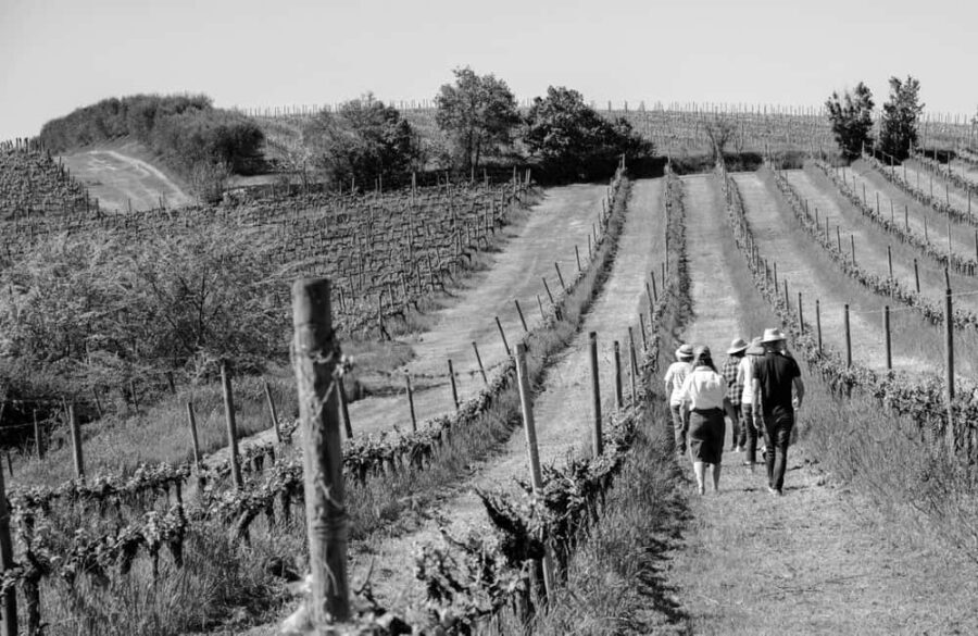 Cortona: Organic wines tasting at Colle Acacia's vineyards - Why This Experience Offers Great Value