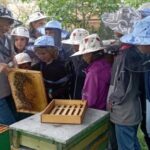 Corund, HR: Visit to bee-keeper, tasting & hive-opening - An In-Depth Look at the Corund Bee Experience