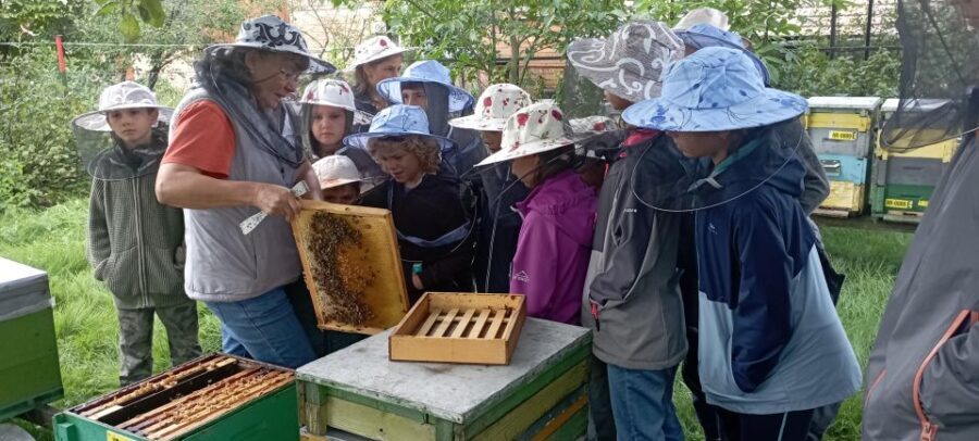 Corund, HR: Visit to bee-keeper, tasting & hive-opening - An In-Depth Look at the Corund Bee Experience