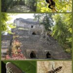 Costa Maya: Chacchoben Mayan Temples - The Jungle and the Wildlife: A Nature Lover’s Highlight
