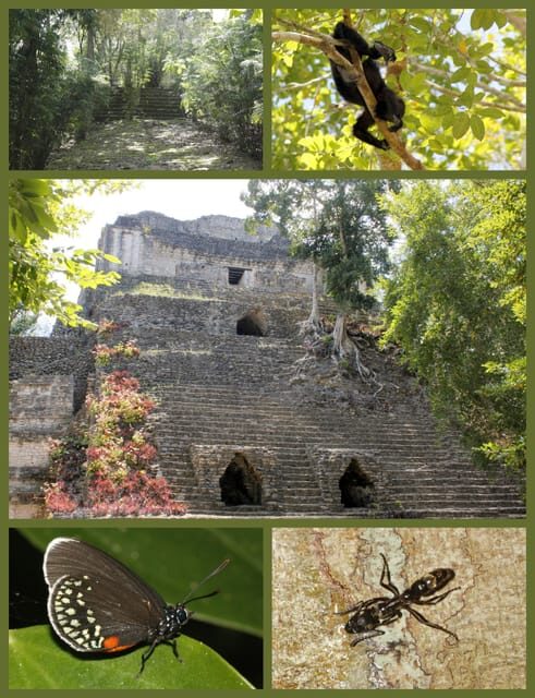 Costa Maya: Chacchoben Mayan Temples - The Jungle and the Wildlife: A Nature Lover’s Highlight