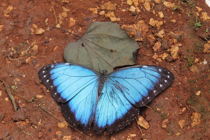 Costa Maya Shore Excursion: Chacchoben Day Trip - The Sum Up: Is the Chacchoben Day Trip Worth It?