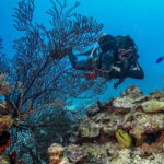 Costa Maya: Two Tank Fun Dive for Certified Divers - Who Is This Tour Best For?