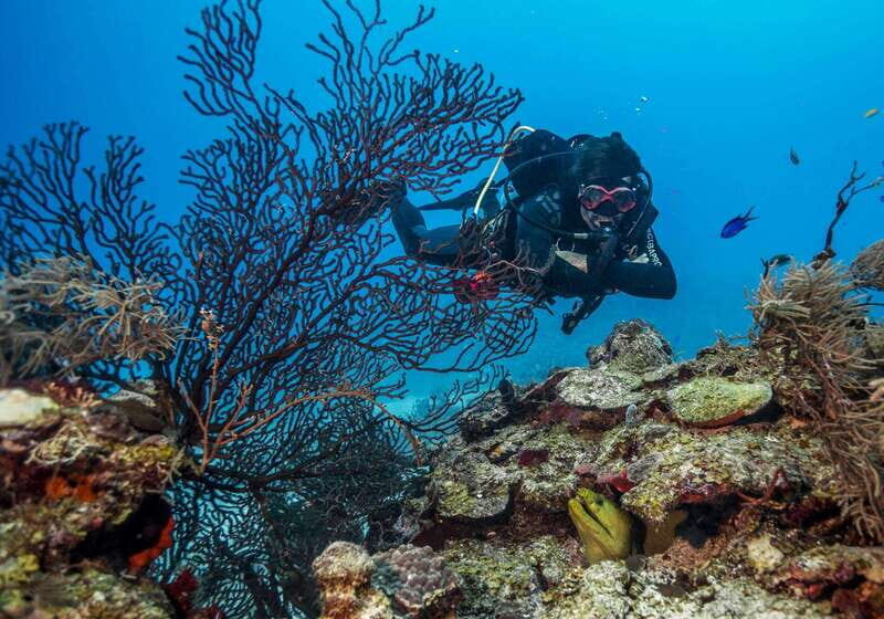 Costa Maya: Two Tank Fun Dive for Certified Divers - Who Is This Tour Best For?