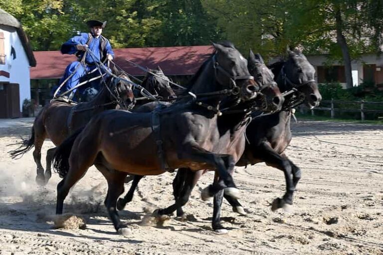 Countryside ranch, horse show & lunch - A Deeper Dive into the Ranch Experience