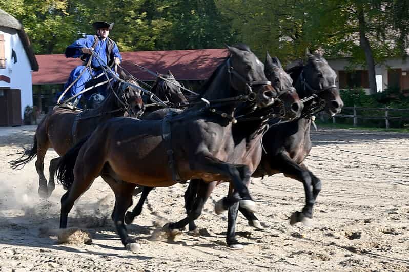 Countryside ranch, horse show & lunch - A Deeper Dive into the Ranch Experience