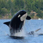 Cowichan Bay: Half-Day Whale & Wildlife Adventure - The Experience in Detail
