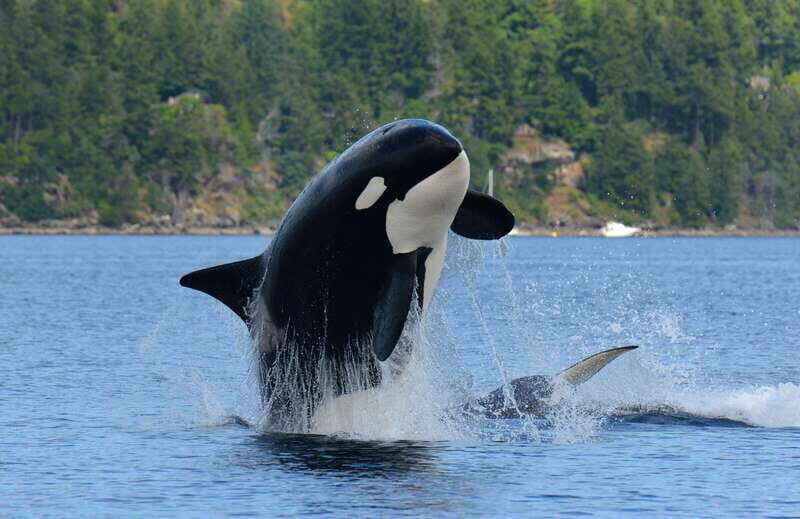Cowichan Bay: Half-Day Whale & Wildlife Adventure - The Experience in Detail