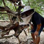 Cozumel: Bee Farm + Honey & Chocolate Tasting + Sightseeing - The Sum Up