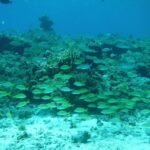 Cozumel Catamaran Snorkeling Tour & Lunch (Hotel Pick Up) - Pricing & Value