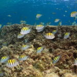 Cozumel Discover Scuba Diving from boat - Frequently Asked Questions