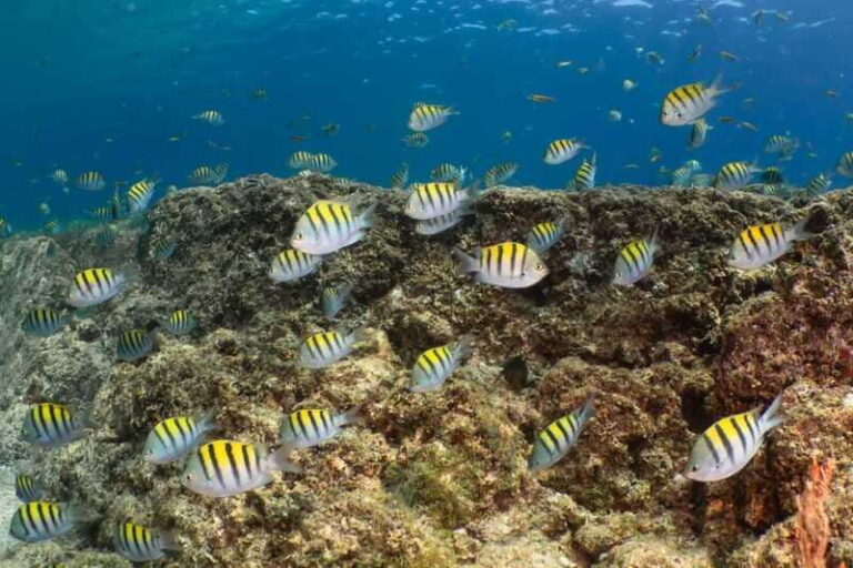 Cozumel Discover Scuba Diving from boat - Frequently Asked Questions