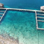 Cozumel: Dolphin Royal Swim and Manatee Interaction - Key Points