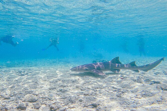 Cozumel Drive, Splash & Beach - Summary of Pros and Cons