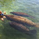 Cozumel: Manatee Encounter, Chankanaab Admission and Buffet - The Charm of Chankanaab Park