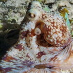 Cozumel: Night Snorkel Adventure - An In-Depth Look at Cozumel’s Night Snorkel Adventure
