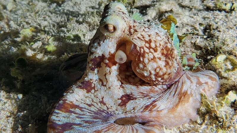 Cozumel: Night Snorkel Adventure - An In-Depth Look at Cozumel’s Night Snorkel Adventure
