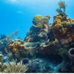 Cozumel: Ocean Dive - Final Thoughts