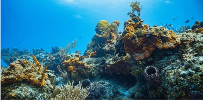 Cozumel: Ocean Dive - Final Thoughts