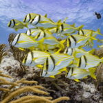 Cozumel: Open Water PADI Diver Course - Frequently Asked Questions