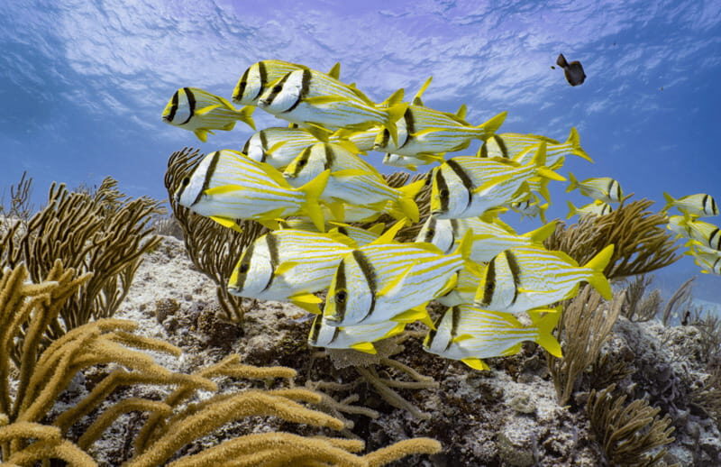 Cozumel: Open Water PADI Diver Course - Frequently Asked Questions