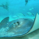 Cozumel: Private Snorkel Tour El Cielo + 3 Reefs Food Drinks - Setting Sail into the Cozumel Underwater World